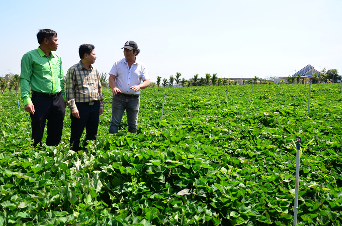 Anh Phan Đình Quý - Phó Giám đốc Công ty TNHH Như Linh  cùng cán bộ Lâm Thao thăm mô hình trồng khoai lang. Ảnh: Dương Đình Tường.