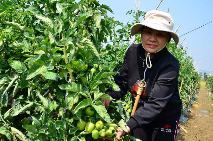 Ruộng cà chua ở tỉnh Lâm Đồng bón bằng phân Lâm Thao. Ảnh: Dương Đình Tường.