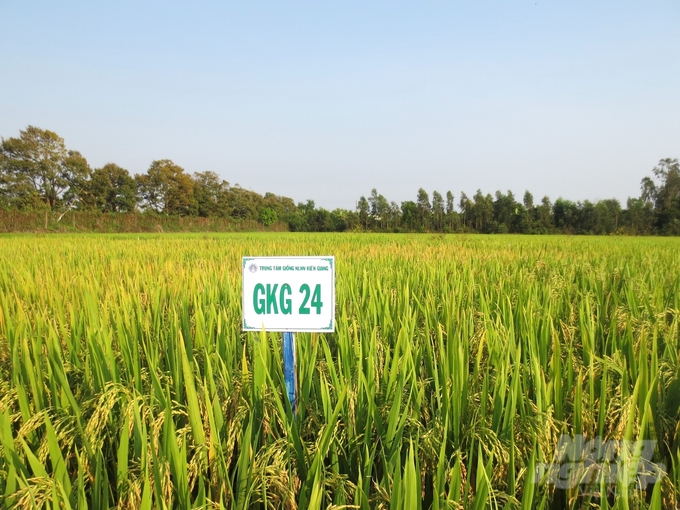 Kiên Giang đã nghiên cứu, chọn tạo thành công bộ giống lúa GKG với nhiều ưu điểm vượt trội như thời gian sinh trưởng ngắn, năng suất cao, chịu mặn tốt, thích ứng với biến đổi khí hậu. Ảnh: Trung Chánh.