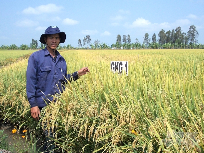 Giống lúa GKG1 là kết quả của đề tài nghiên cứu khoa học do Trung tâm Giống nông - lâm - ngư nghiệp Kiên Giang thực hiện, đang được nông dân trồng khá phổ biến ở vùng lúa - tôm. Ảnh: Trung Chánh.