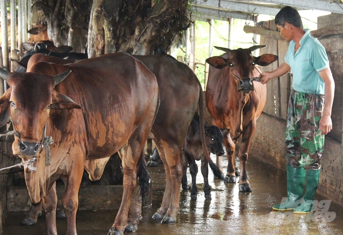 Hiện nay trên địa bàn tỉnh Ninh Bình có khoảng 37.000 con bò, trong đó có trên 75% đã được Zebu hoá. Ảnh: Trung Quân.