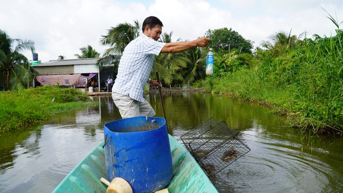 Nông dân đang thu hoạch cua nuôi dưới tán rừng. Ảnh: Hồ Thảo.