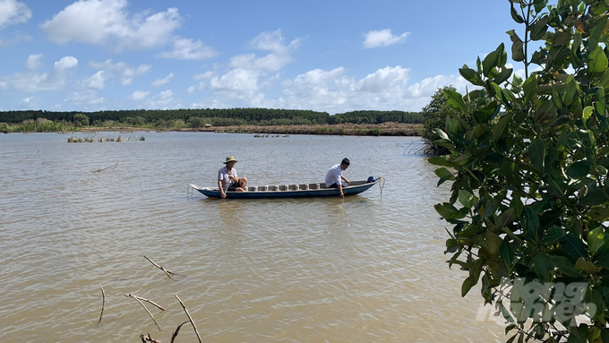 Nông dân huyện Duyên Hải, tỉnh Trà Vinh phát triển nghề nuôi thủy sản dưới tán rừng. Ảnh: Hồ Thảo.