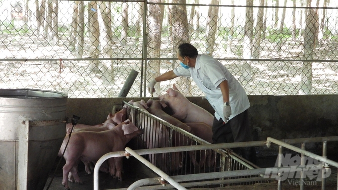 Phú Giáo là một trong những đơn vị tiên phong chuyển đổi từ mô hình nuôi heo truyền thống sang sản xuất theo mô hình trại lạnh khép kín. Ảnh: Trần Trung.