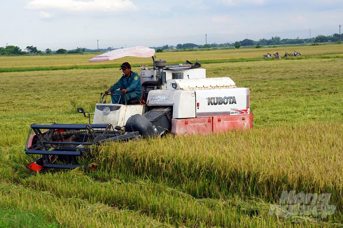 Nông dân Hải Lăng tập trung ra đồng thu hoạch lúa hè thu. Ảnh: Võ Dũng.