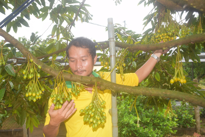 Durian grown in Binh Dinh is in the off-season compared to all durian growing regions in the country, so it has a huge competitive advantage. Photo: V.D.T.