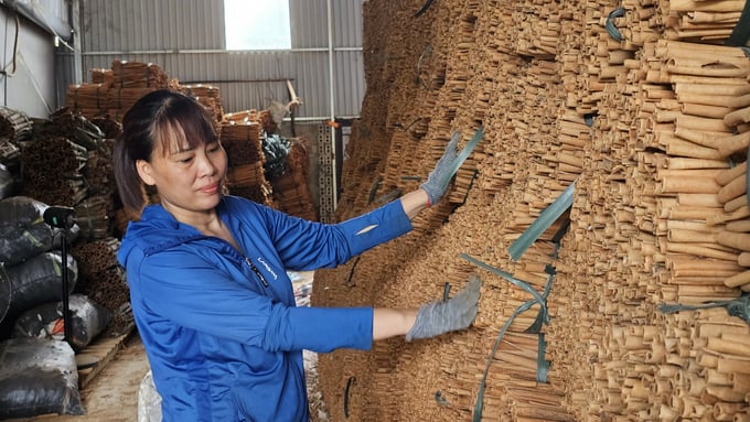 Cinnamon is a key product of Lao Cai, but it is not yet included in the protocol and Orders 248, 249 of China. Photo: H.D.