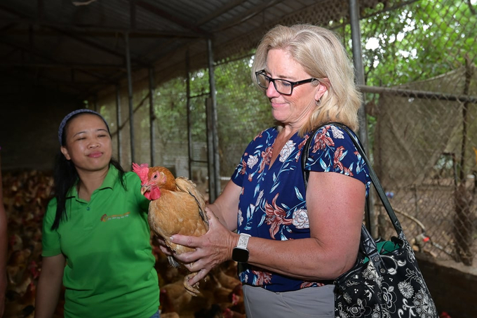 The two American women farmers entered the chicken coops to gain insight into the techniques employed by farm owner Nguyen Thu Thoan to raise indigenous chicken breeds. The circular agriculture model is implemented on the property, which occupies nearly one hectare.