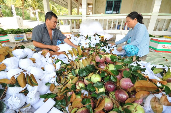 Can Tho city has been granted 199 growing area codes for more than 2,677 hectares of key fruit trees such as mango, longan, star apple, durian, etc., to serve export to world markets. Photo: Le Hoang Vu.