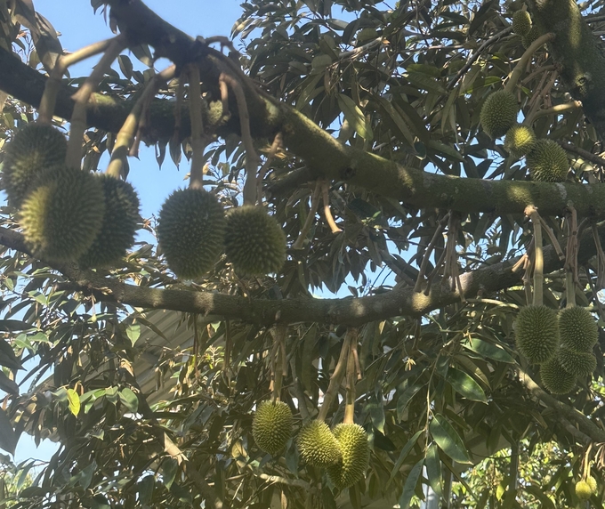 Can has harvested 30 tons of durian, and by the end of the season he is expected to get 20 tons more. Photo: V.D.T.