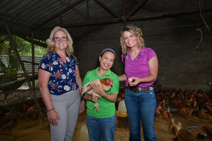 The primary distinction between the microbial farming model and conventional farming methods is the use of a biological litter composed of rice hulls and feed. According to Director Nguyen Thị Thu Thoan, the Thu Thoan Bio Chicken Cooperative is presently managed by seven members and two employees, who oversee a farming area of over 5,000 square meters and approximately 3,000 chickens of various species.