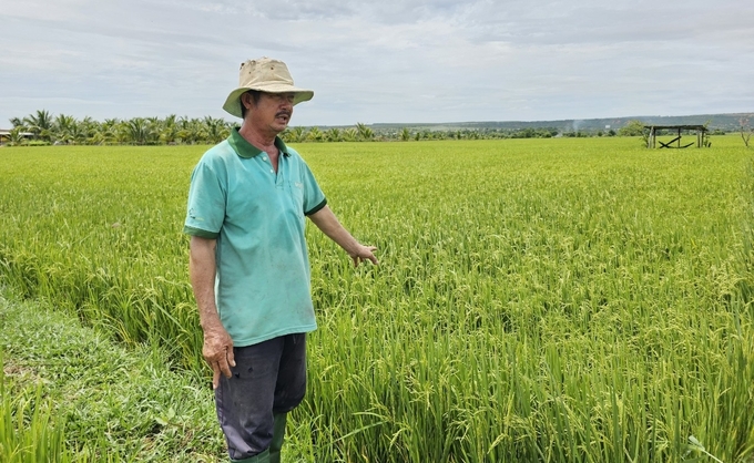 Nông dân Lục Tấn Hiền cho biết, từ ngày có hồ Sông Lũy, cánh đồng lúa này không còn khô khát, sản xuất được 3 vụ/năm. Ảnh: KS.