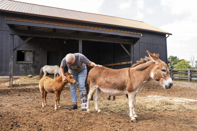 Animal breeders say sales of pint-sized farm animals have grown since the COVID-19 pandemic, when more people started raising backyard chickens for fun and fresh eggs. Like chickens, mini farm animals appeal to beginners who want the taste of a rugged, agrarian lifestyle.