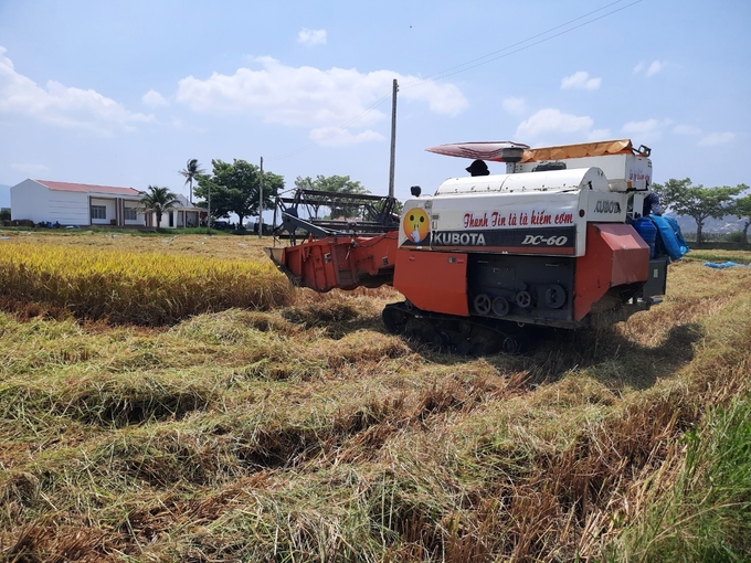 Việc chuyển đổi từ 3 vụ sang 2 vụ lúa/năm sẽ giúp đất có thời gian nghỉ ngơi, tăng 'sức khỏe' đất, giảm áp lực lên môi trường. Ảnh: KS.