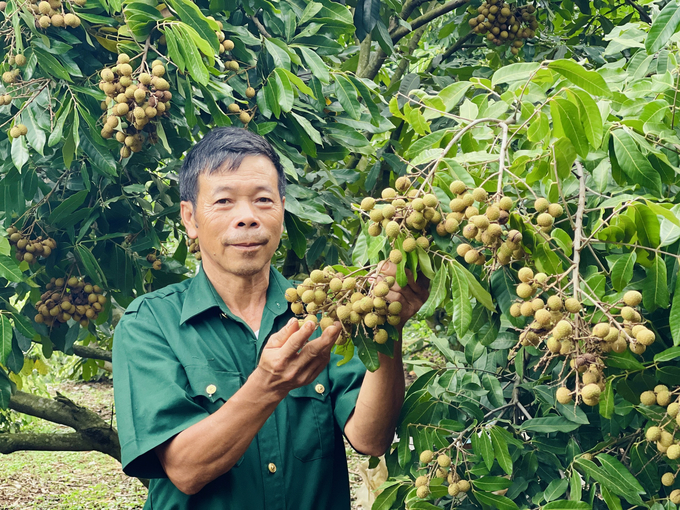 Vườn cây ăn quả của ông Đặng Thanh Vân (tổ dân phố 1, thị trấn Phú Hòa, huyện Chư Păh, Gia Lai) luôn phát triển rất khỏe nhờ được bón đạm cá. Ảnh: Đăng Lâm.