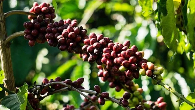 Latest update on coffee prices on 08/14/2024