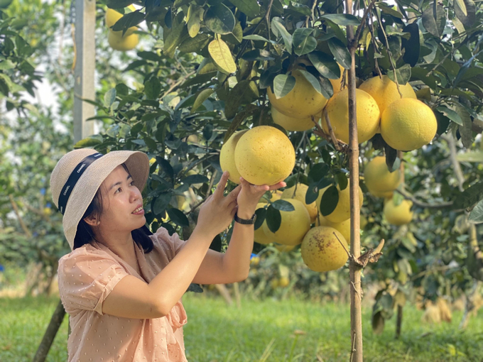 Năm nay bưởi Phúc Trạch dự kiến có sản lượng thấp hơn năm ngoái nhưng bù lại quả đẹp, đồng đều, là cơ sở để người dân kỳ vọng bán được gái cao. 