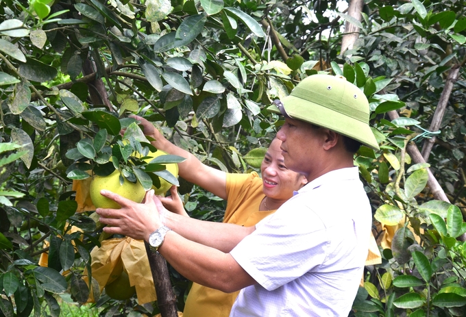 Ngành chuyên môn, chính quyền địa phương tổ chức kiểm tra, đánh giá độ chín để hướng dẫn người dân thu hoạch và kết nối với thương lái để tiêu thụ bưởi cho bà con. Ảnh: Nguyễn Hoàn.