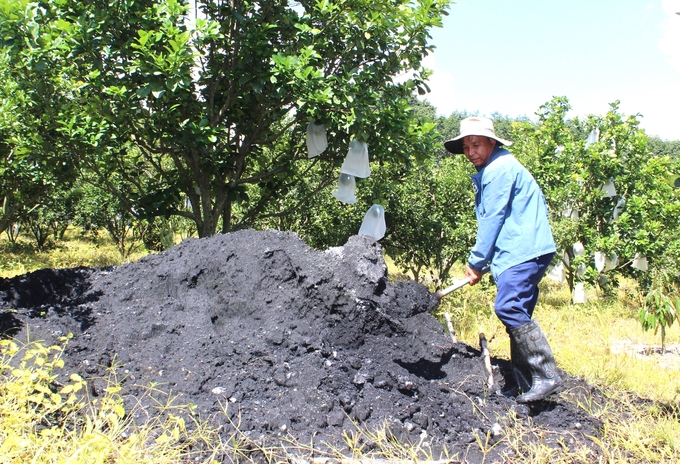 Ly mainly uses organic fertilizer composted with sugarcane mulch in the orchard. Photo: Tuan Anh.