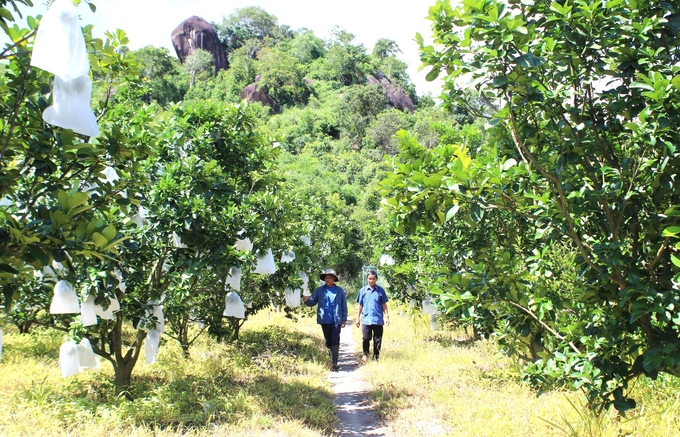 The lush fruit orchard on the rocky cliff of Ly's family. Photo: Tuan Anh.