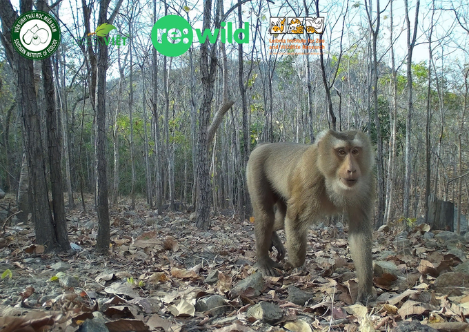 Khỉ đuôi lợn Macaca leonina. Ảnh: VSTHMN.