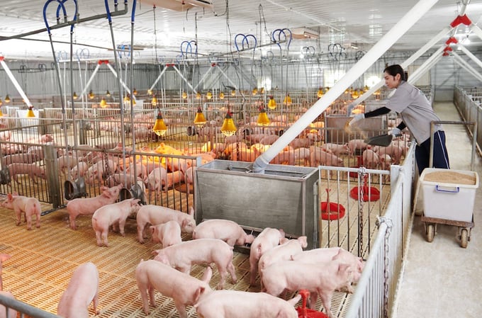 In the first 6 months of 2024, the output of live pigs for slaughter is estimated to reach 2.5 million tons. Photo: Trung Quan.