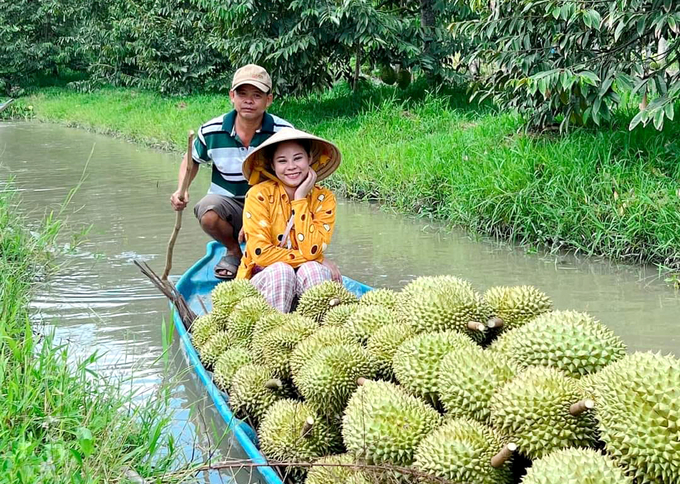 Thu hoạch sầu riêng ở ĐBSCL. nong duoc viet nam