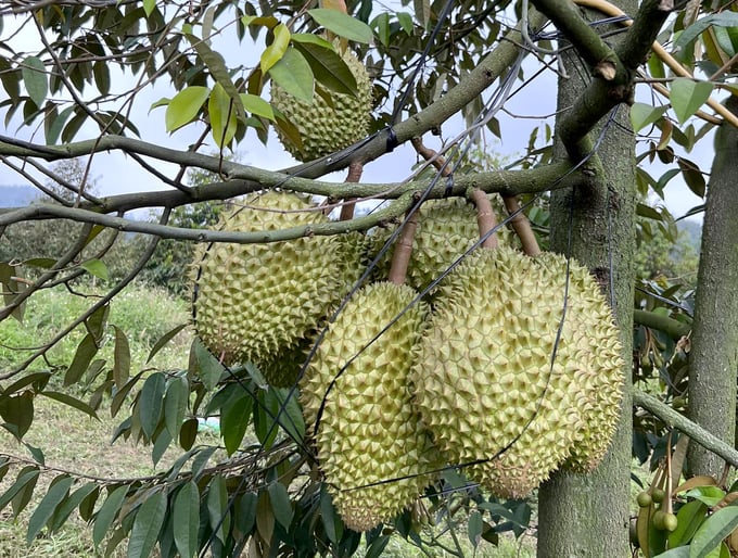 Durians in Tay Nguyen province. Photo: Thanh Son.