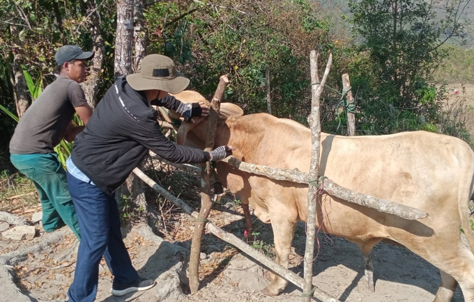 Tăng cường kiểm soát dịch bệnh trên đàn vật nuôi. Ảnh: P.M.C. 