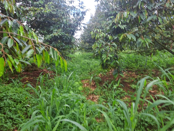 Weeds grow thick in Can's durian orchard. Photo: V.D.T.