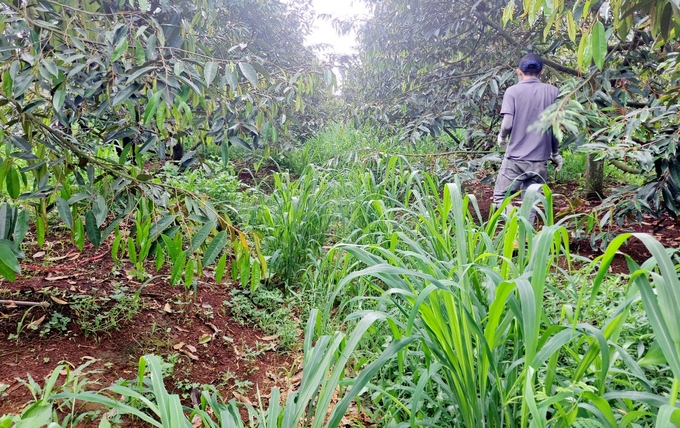 The weeds growing in the orchard will keep the soil moist, especially during the hot season. Photo: V.D.T.