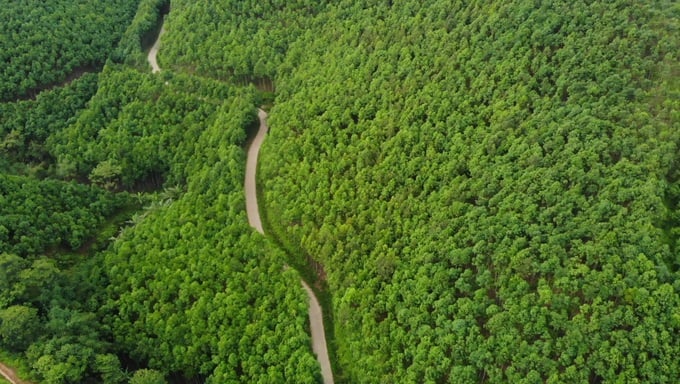 The cinnamon growing area in Bao Yen district (Lao Cai). Photo: H.D.