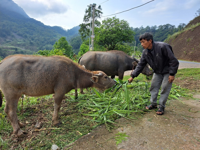 Chăn nuôi gia súc giúp người dân vùng cao Sìn Hồ, Lai Châu có của ăn của để. Ảnh: HĐ.