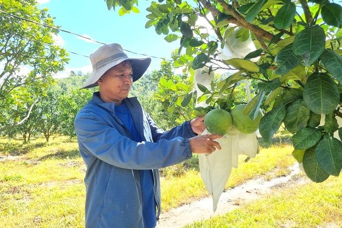 Ly takes care of his family's green-skinned grapefruit trees. Photo: Tuan Anh.