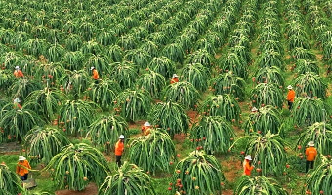 Thời gian qua, nhờ có nước đã giúp Bình Thuận phát triển mạnh cây thanh long. Ảnh: KS.