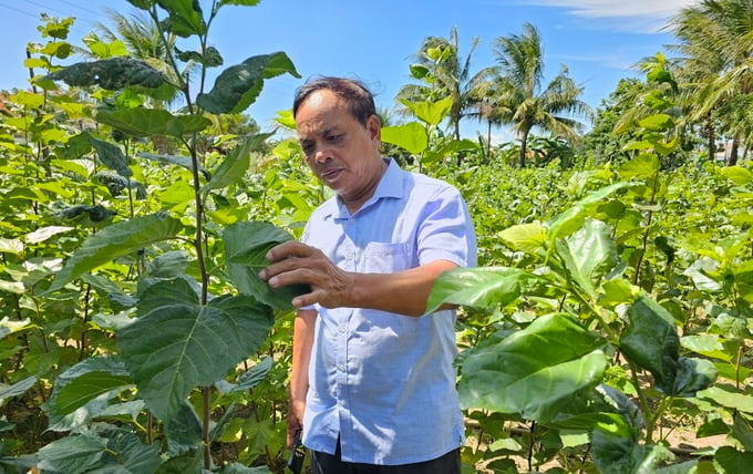 Hoa Phong Cooperative is cultivating a new mulberry variety before replicating on a larger scale among its members. Photo: KS.