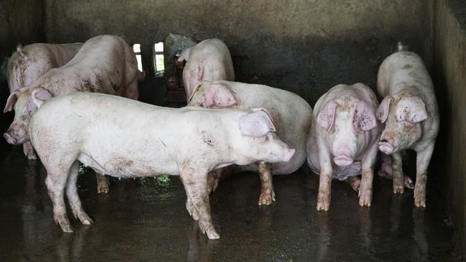 For pig farmers, the current price of over VND 60,000/kg is acceptable because it ensures farmers earn a certain profit. Photo: Son Trang.