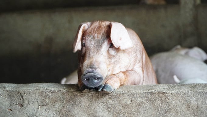 According to experts from Maybank IBG Research, the price of live pig may continue to increase in the coming time, but the increase amplitude will not be as strong as in the first 5 months of the year. Photo: Son Trang.