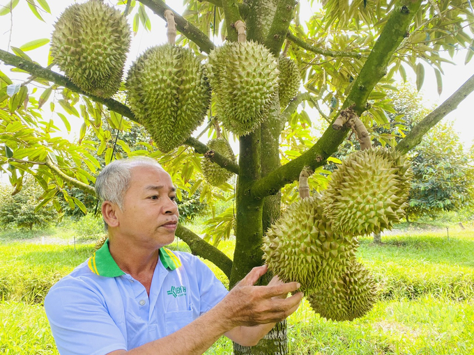 Currently, the city has nearly 24 thousand hectares of fruit trees of all kinds, of which over 500 hectares meet VietGAP and GlobalGAP standards. Photo: Le Hoang Vu.