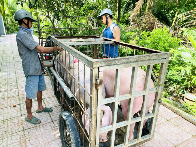 Mục tiêu đến năm 2025 An Giang hình thành và từng bước đưa vào hoạt động hệ thống giết mổ gia súc, gia cầm trên địa bàn tỉnh theo hướng tiên tiến gắn với vùng nguyên liệu chế biến và tiêu thụ sản phẩm, đảm bảo kiểm soát được dịch bệnh. Ảnh: Lê Hoàng Vũ.