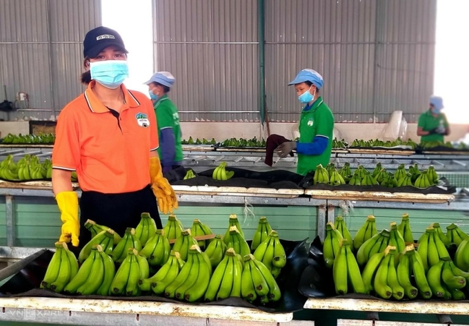 Hoang Anh Gia Lai's banana processing factory. Photo: Thi Ha.