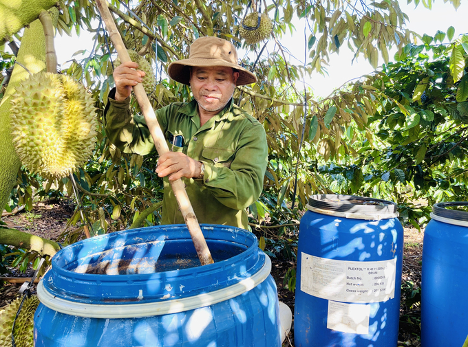 Making fish protein turns out to be a very good decision from farmers. It helps the soil gain more nutrients, plants grow healthily while their families can effectively save costs. Photo: Dang Lam.