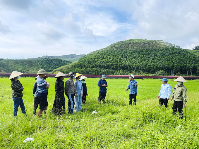 Cán bộ kỹ thuật Trung tâm Dịch vụ Kỹ thuật nông nghiệp thành phố Uông Bí hướng dẫn người dân kỹ thuật chăm sóc giống lúa TBR 97. Ảnh: Vũ Cường. 