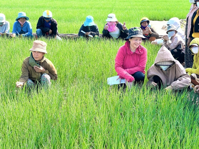 Hành tím tại mô hình cho năng suất tăng 25%, trong khi giảm được nhiều chi phí sản xuất. Ảnh: Nguyễn Cơ.