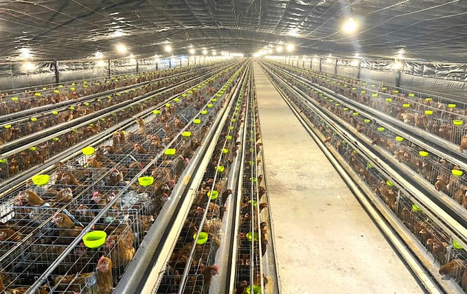 Egg poultry farming faces the challenge of improving quality. Photo: Minh Dam.