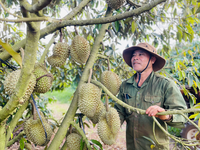 Phan Van Chao's durian garden in village 2, Nghia Hoa commune (Chu Pah district) is fertilized with organic fish fertilizer. Photo: Dang Lam.