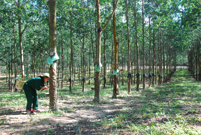 Hiện nay Công ty Cao su Kon Tum quản lý gần 9.400ha cao su trên địa bàn tỉnh Kon Tum. Ảnh: PV.