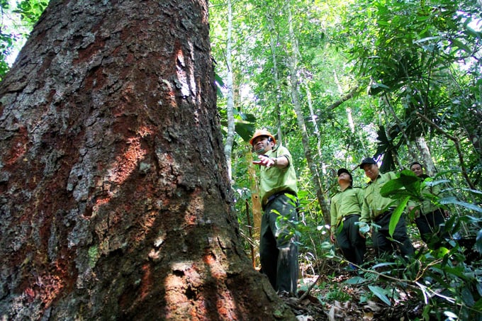 Vietnam has great potential for carbon credits but still lacks guidance and application technology.