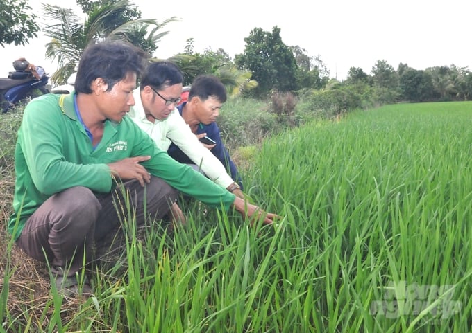 The smart insect monitoring system has eliminated the need for agricultural officials and farmers to perform the laborious task of manually inspecting. This innovative approach reduces labor intensity as well as accelerates and enhances the accuracy of pest forecasting and advisory services. Photo: Trung Chanh.