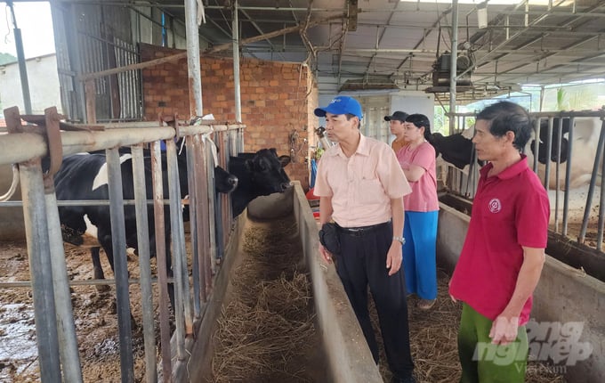 After applying the treatment regimen for diarrhea in dairy cows in Lam Dong, the outbreak has now been largely controlled. Photo: PC.